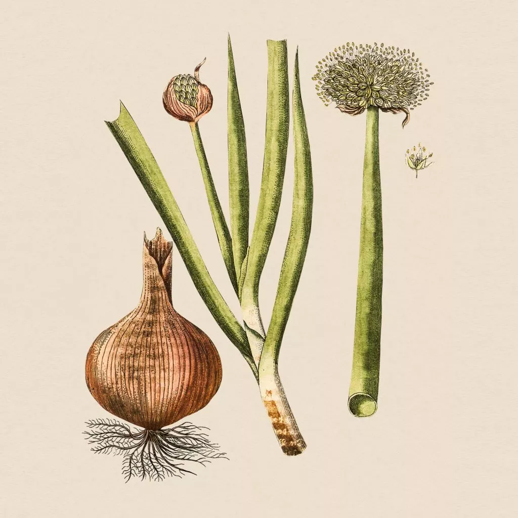 allium-cepa-1024x1024_jpg.png