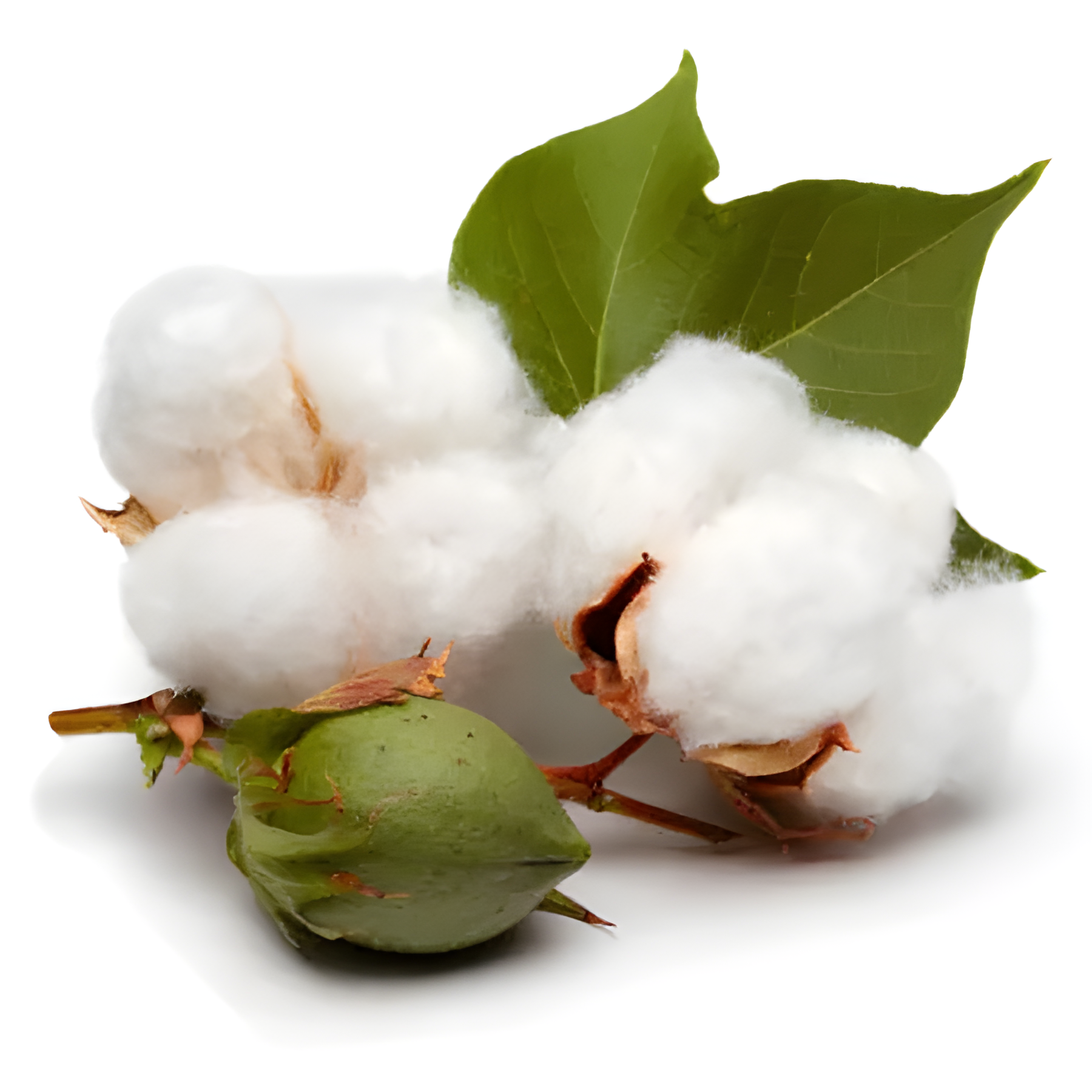COTTON EXTRACT