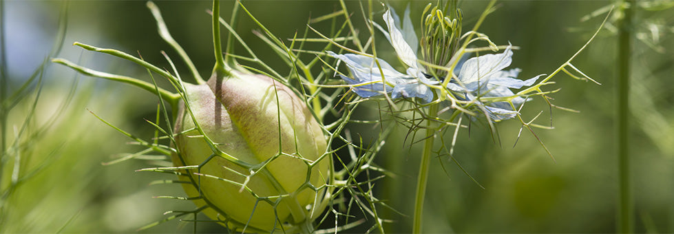 Ulje crnog kima (Nigella sativa) - Maroko