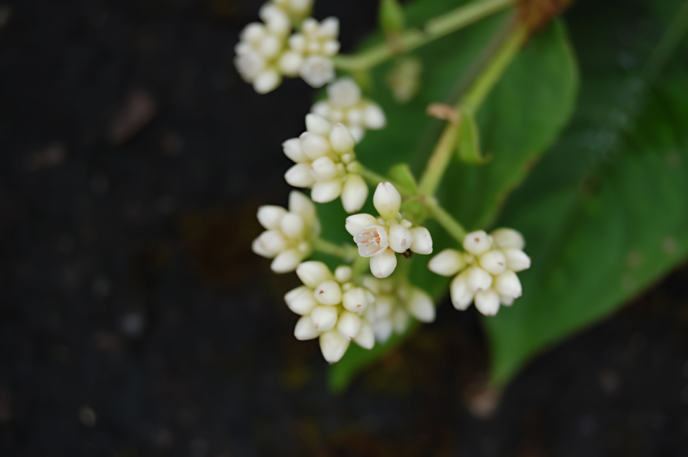 Persicaria_chinensis___Chinese_K.jpg