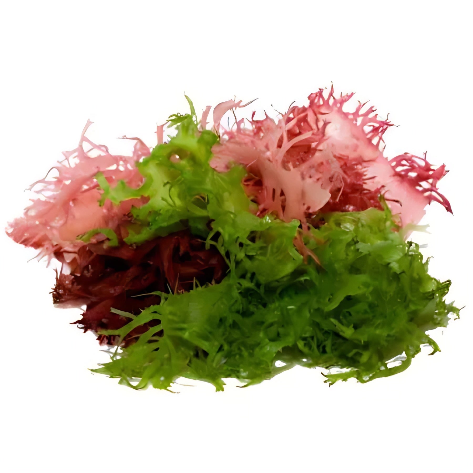 MORSKA ALGA NORI